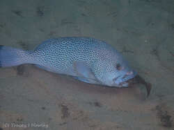 Epinephelus cyanopodus thumbnail