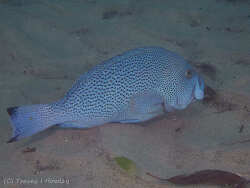 Epinephelus cyanopodus thumbnail