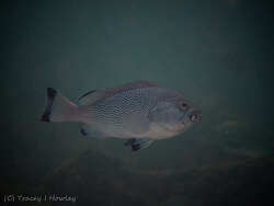 Epinephelus cyanopodus thumbnail