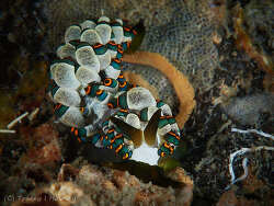 Tenellia puti thumbnail