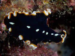 Pseudoceros sp.58 thumbnail