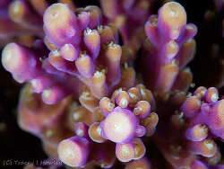 Acropora valida,Cook Island, New South Wales, Australia 2026