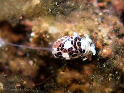 Haminoeidae,Tulamben, Kubu, Karangasem Regency, Bali, Indonesia 2025