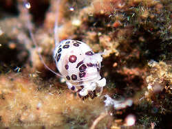 Haminoeidae sp.04 thumbnail