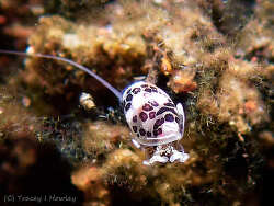 Haminoeidae sp.04 thumbnail