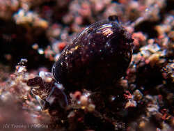 Haminoeidae sp.05 thumbnail