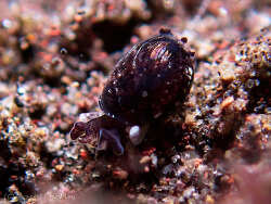 Haminoeidae sp.05 thumbnail