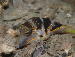 Canthigaster axiologus thumbnail