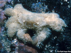 Polydectus cupulifer thumbnail