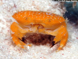 Neoliomera richtersii thumbnail