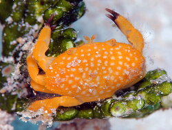 Neoliomera richtersii thumbnail