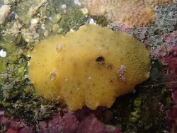 Geitodoris sticta thumbnail