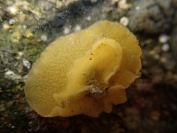 Geitodoris sticta thumbnail