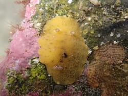 Geitodoris sticta thumbnail