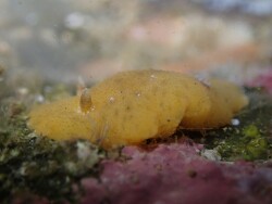 Geitodoris sticta thumbnail