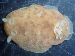 Geitodoris sticta thumbnail