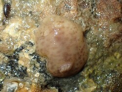 Geitodoris sticta thumbnail