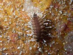 Amblyosyllis sp.08 thumbnail