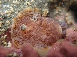 Aphelodoris luctuosa thumbnail
