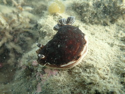 Aphelodoris luctuosa thumbnail