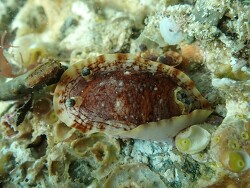 Aphelodoris luctuosa thumbnail