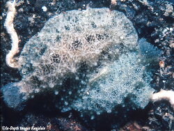 Atagema scabriuscula thumbnail