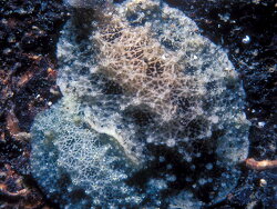 Atagema scabriuscula thumbnail