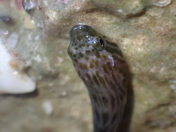 Trachelochismus pinnulatus thumbnail