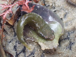 Trachelochismus aestuarium thumbnail