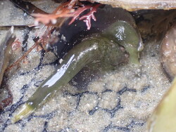 Trachelochismus aestuarium thumbnail
