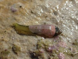 Trachelochismus melobesia thumbnail