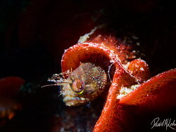 Onespot Fringehead Blenny,Neoclinus uninotatus,Monterey Wharf #2- David Lehria