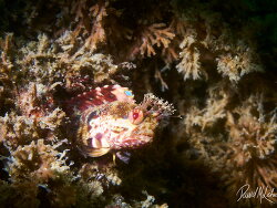 Onespot Fringehead Blenny,Neoclinus uninotatus,Monterey Wharf #2- David Lehria