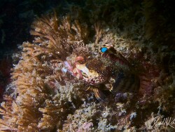 Neoclinus uninotatus thumbnail