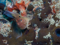 Cirripectes auritus thumbnail