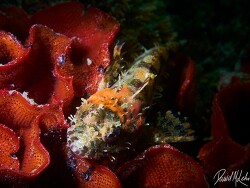 Clinocottus analis thumbnail