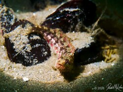 Neoclinus uninotatus thumbnail