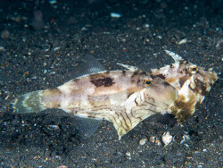 Acreichthys tomentosus thumbnail