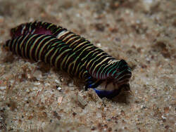 Tubulophilinopsis lineolata thumbnail