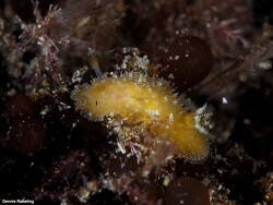 Thordisa azmanii thumbnail