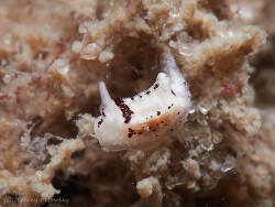 Murphydoris puncticulata thumbnail