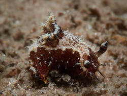 Polycera nimbsi thumbnail