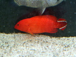 Cephalopholis urodeta - Feuer-Zackenbarsch