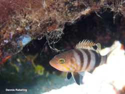 Serranus hepatus thumbnail