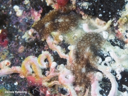 Pericelis cata thumbnail