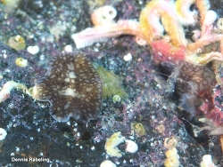 Pericelis cata thumbnail