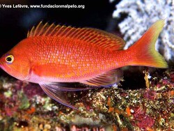 Pronotogrammus multifasciatus thumbnail