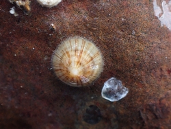 Discradisca semicornea thumbnail