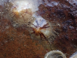 Discradisca semicornea thumbnail