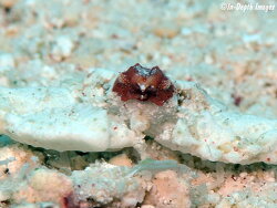 Furtipodia petrosa thumbnail